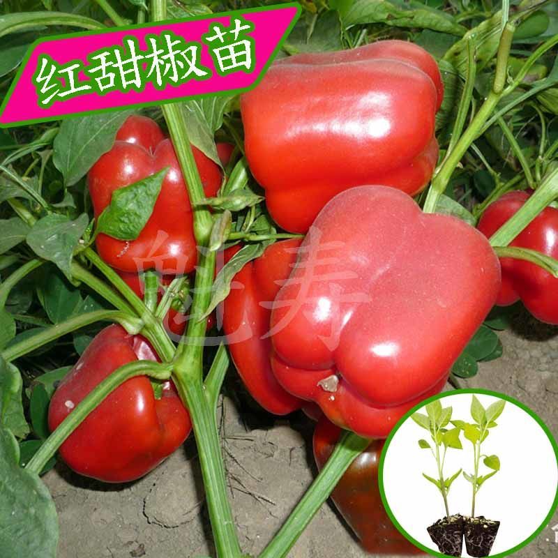 红甜椒种苗 彩椒辣椒方椒菜园四季室内阳台盆栽易种蔬菜高产