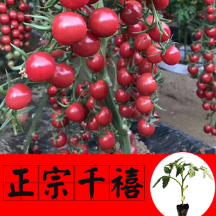 四季 正宗千禧种子苗 小番茄种苗樱桃西红柿盆栽蔬菜种籽水果孑苗