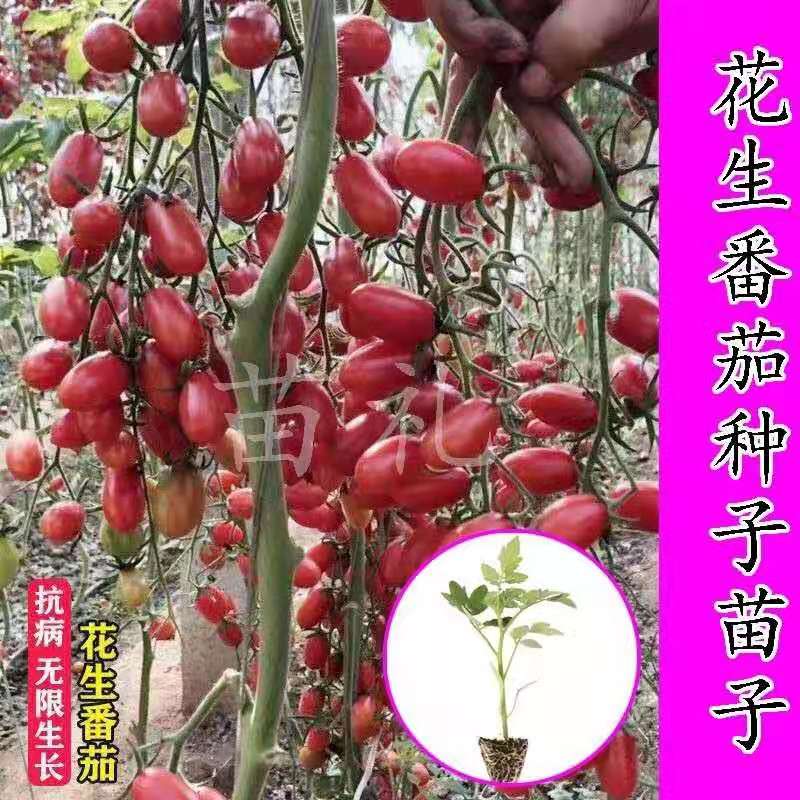 花生番茄带土发货质量可靠春夏