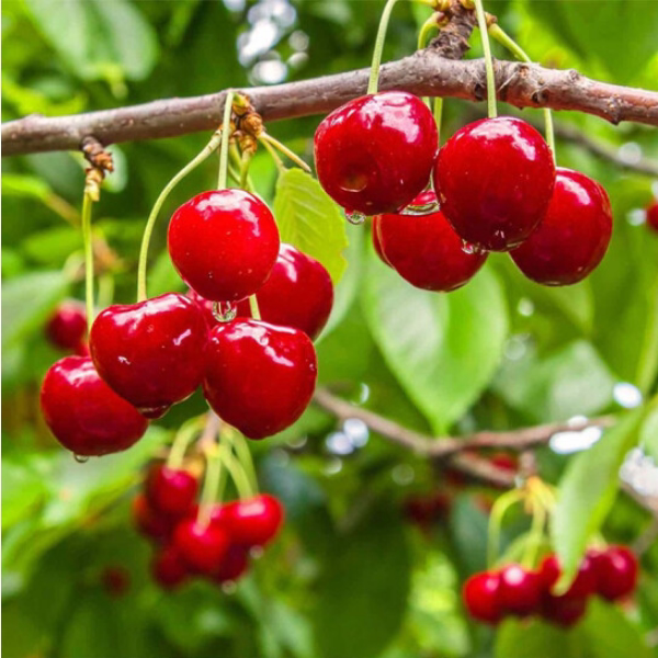 包结果包养活红妃樱桃裸根苗嫁接果树苗可地栽小盆栽阳台庭院种植