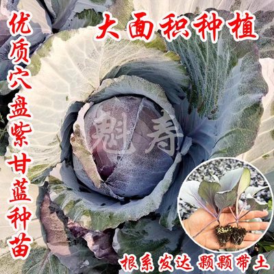 魁寿种苗蔬菜简单四季早熟紫甘蓝