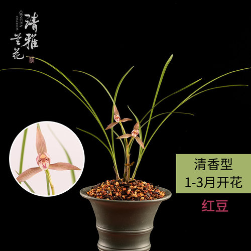 红豆春兰带花苞老品细叶高雅盆栽