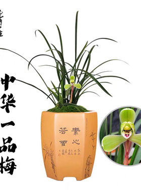 清雅兰苑春兰绿植客厅走廊春季