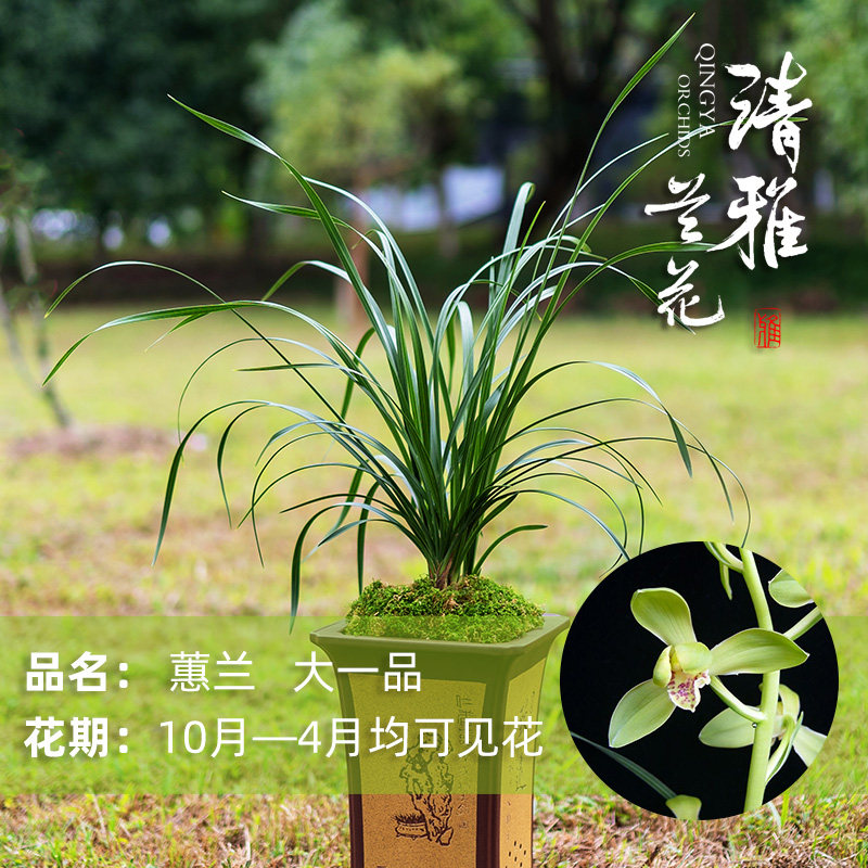 清雅兰花蕙兰传统老品种大一品 解佩梅 正品国兰带花苞壮苗高档
