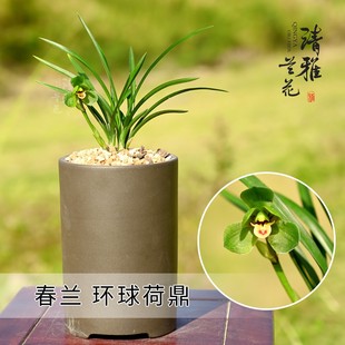 兰花春兰老品种带花苞纯正老种大富贵 环球荷鼎 翠盖荷 专业国兰