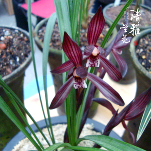 清雅兰花春兰板桥遗墨红花春天开花好养浓香老品种好看盆栽栽培