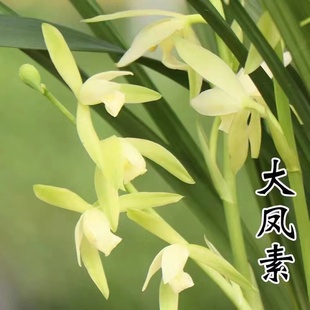 新手推荐兰花苗浓香国兰大凤素 仁化大荷素 绿植花卉浓香好养
