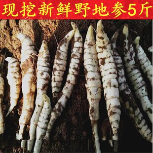 地参新鲜现挖5斤地环地虫银条菜农家蔬菜虫草参地藕泽兰根农产品