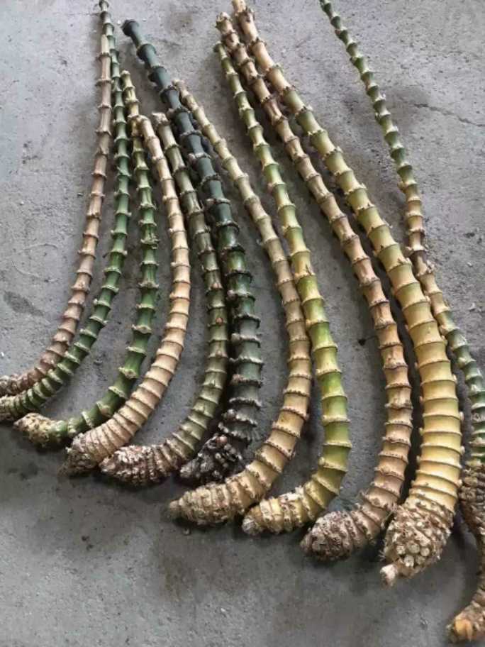 精品烟斗料超密高密节竹根竹鞭异形竹DIY手工满百包邮18768233560