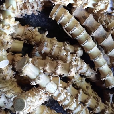 竹鞭竹根烟杆马鞭手柄手提印章料