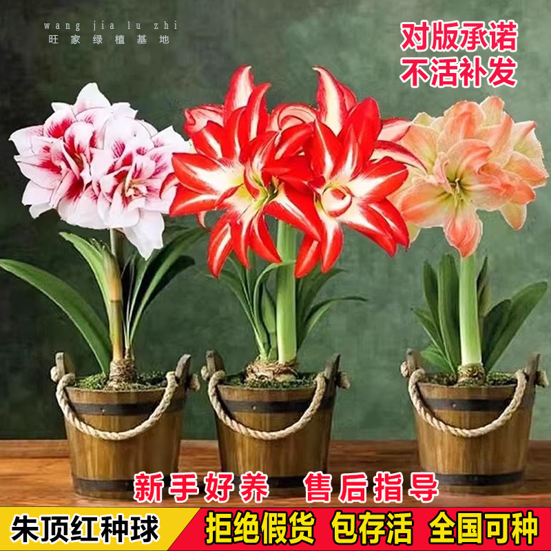进口重瓣朱顶红种球根花孔雀多年生室内外阳台庭院盆栽花卉绿植