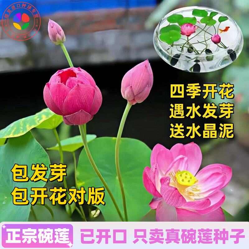 开口碗莲种子水培植物花卉四季开花鱼缸水养种子籽荷花睡莲花盆栽