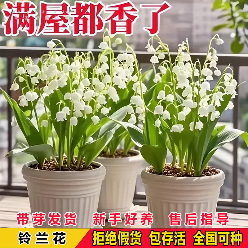 铃兰花苗盆栽植物耐寒带芽种球阳台庭院室内室外好养花卉种