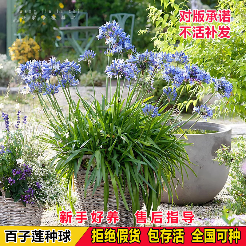 百子莲根茎花苗四季种植