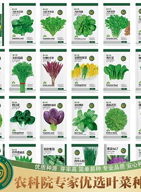 农科院蔬菜种子大全香菜黄瓜鸡毛菜番茄生菜白菜豆角易种种籽子
