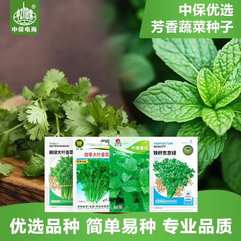 农科院种子薄荷种子大叶铁杆香菜四季阳台盆栽室内芳香蔬菜种籽