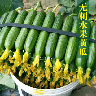 荷兰进口水果黄瓜种子迷你小黄瓜光滑无刺高产好吃产量高抗病强