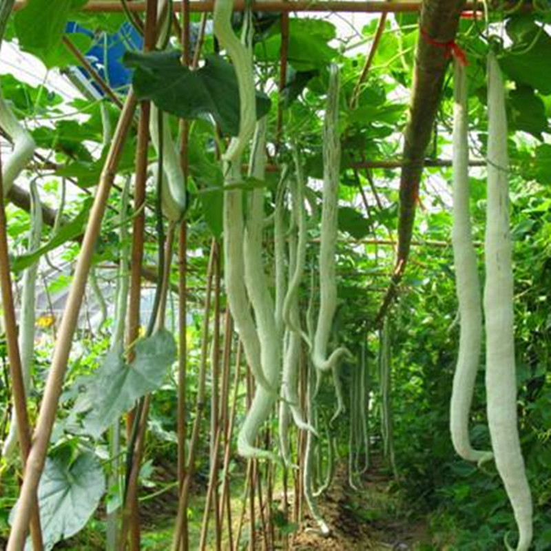 食用种子无公害蔬果丝瓜