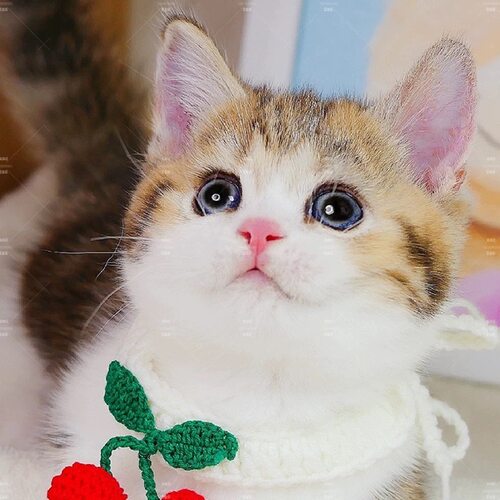 家养猫中华田园猫狸花猫活体纯黑猫白猫三花猫小可爱幼猫捕鼠猫