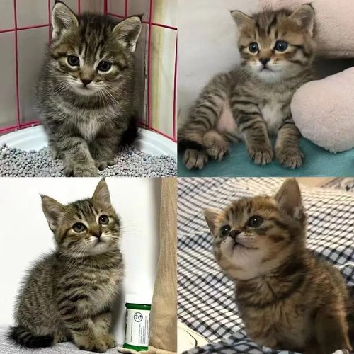 家养猫中华田园猫狸花猫活体纯黑猫白猫三花猫小可爱幼猫捕鼠猫