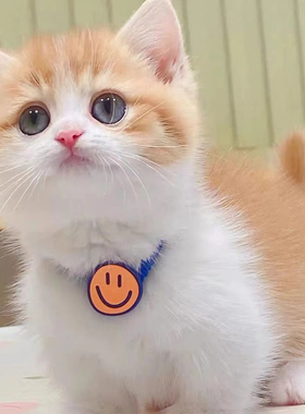 猫咪活物田园猫幼猫真猫小奶猫2-3月捉鼠猫狸花猫白橘猫黑猫白猫