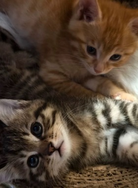 中华田园猫橘猫捕鼠猫狸花猫幼崽三花猫奶牛猫纯黑纯白家猫活体猫