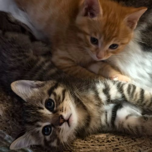 家养猫中华田园猫狸花猫活体纯黑猫白猫三花猫小可爱幼猫捕鼠猫