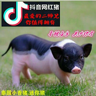 泰国小香猪宠物猪荷兰猪活体迷你宠物活物猪家养小型萌宠幼崽粉猪