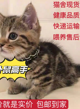 中华田园猫橘猫捕鼠猫狸花猫幼崽三花猫奶牛猫纯黑纯白家猫活体猫