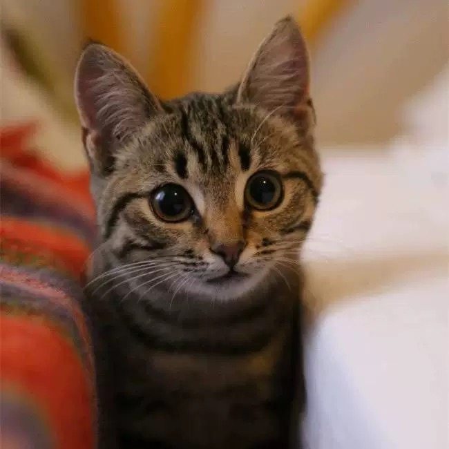 中华田园猫橘猫捕鼠猫狸花猫幼崽三花猫奶牛猫纯黑纯白家猫活体猫