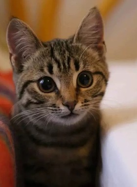 中华田园猫橘猫捕鼠猫狸花猫幼崽三花猫奶牛猫纯黑纯白家猫活体猫