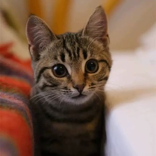 中华田园猫橘猫捕鼠猫狸花猫幼崽三花猫奶牛猫纯黑纯白家猫活体猫