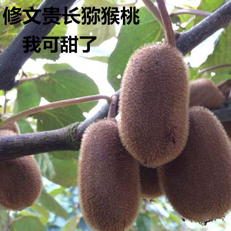 修文猕猴桃贵长猕猴桃新鲜水果多汁正宗果绿心肉12颗/24颗装包邮
