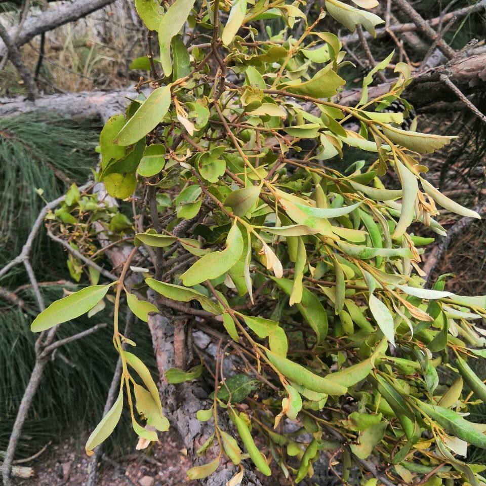 云南山区老松树寄生草寄生茶下单后去山里彩带松毛松枝条发货包邮