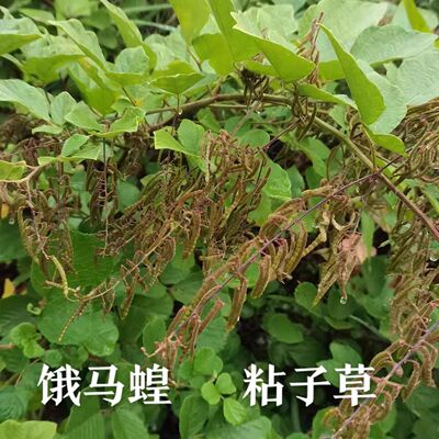 饿蚂蝗疳积草小槐花粘衣草黏人草山蚂蝗叶草豆科中草药活树苗植物