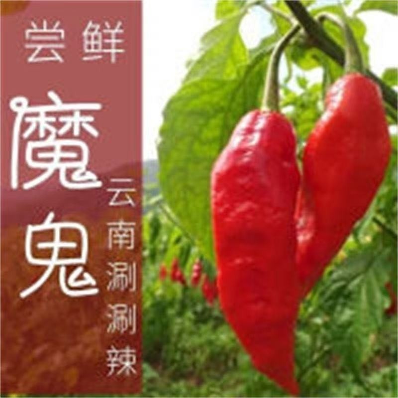 云南新鲜涮涮辣变态辣卡罗莱纳死神辣椒印度魔鬼辣椒新鲜红辣椒