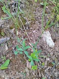 云南野生防风中药材苗 竹叶防风 特级云防风 鸡足防风下单现彩挖