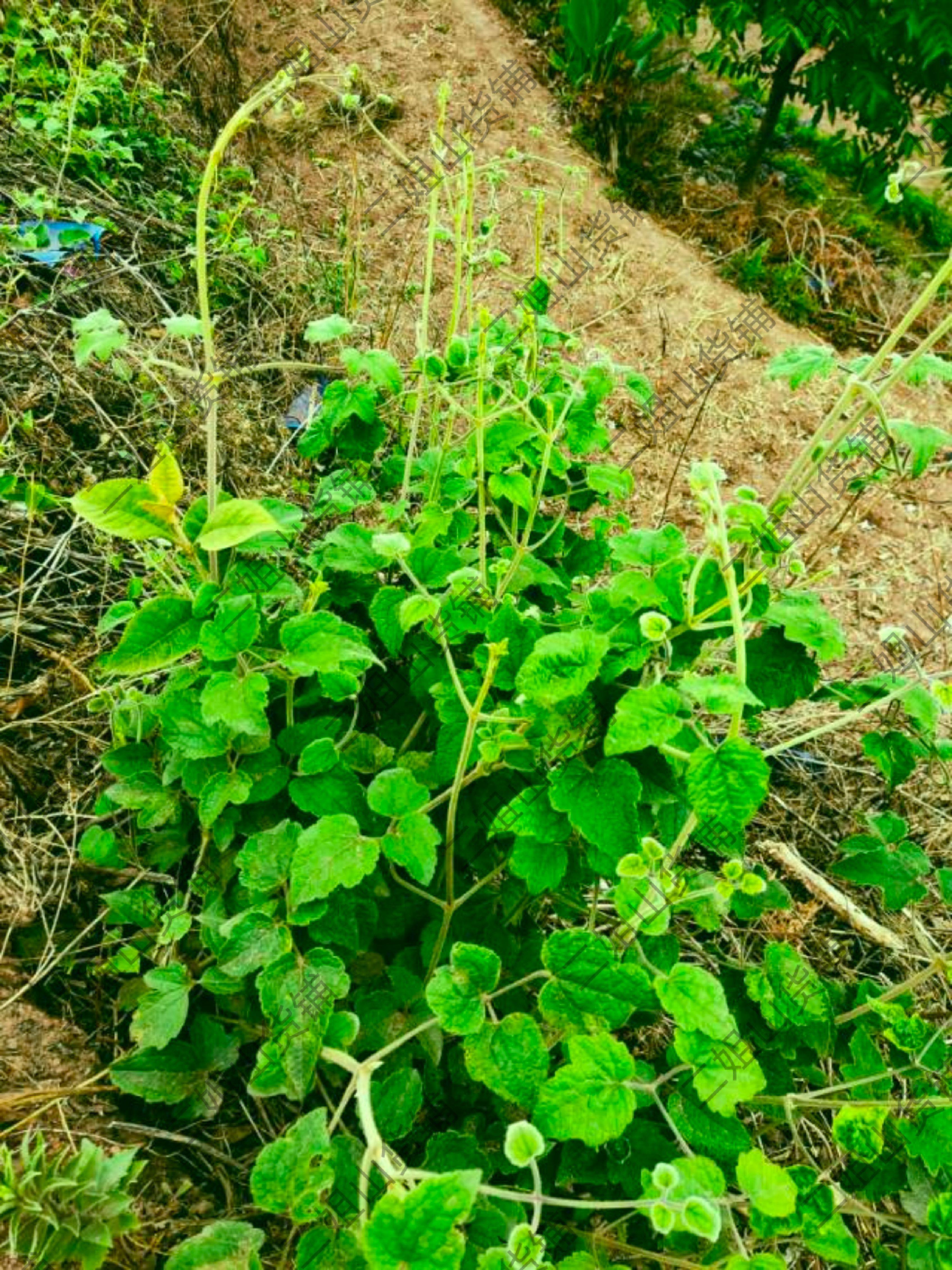 云南深山特产木通中草药川木通新鲜通草中药材现采500克新鲜发货