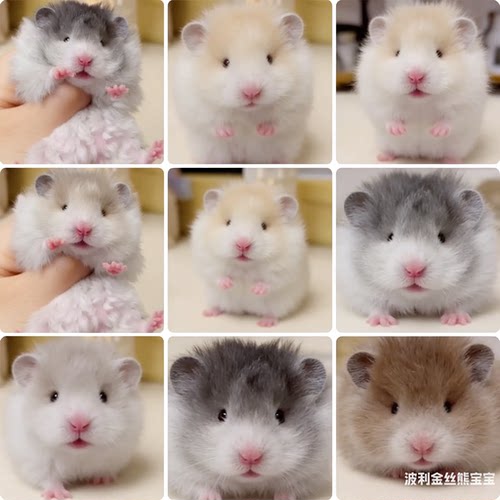 家养长毛金丝熊活物黑火密波利纯银鸽灰肉桂仓鼠卷毛可爱乖巧稀有