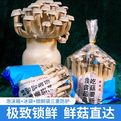 鲜鹿茸菇金针菇 广西贵港原产地发货 煲汤打火锅