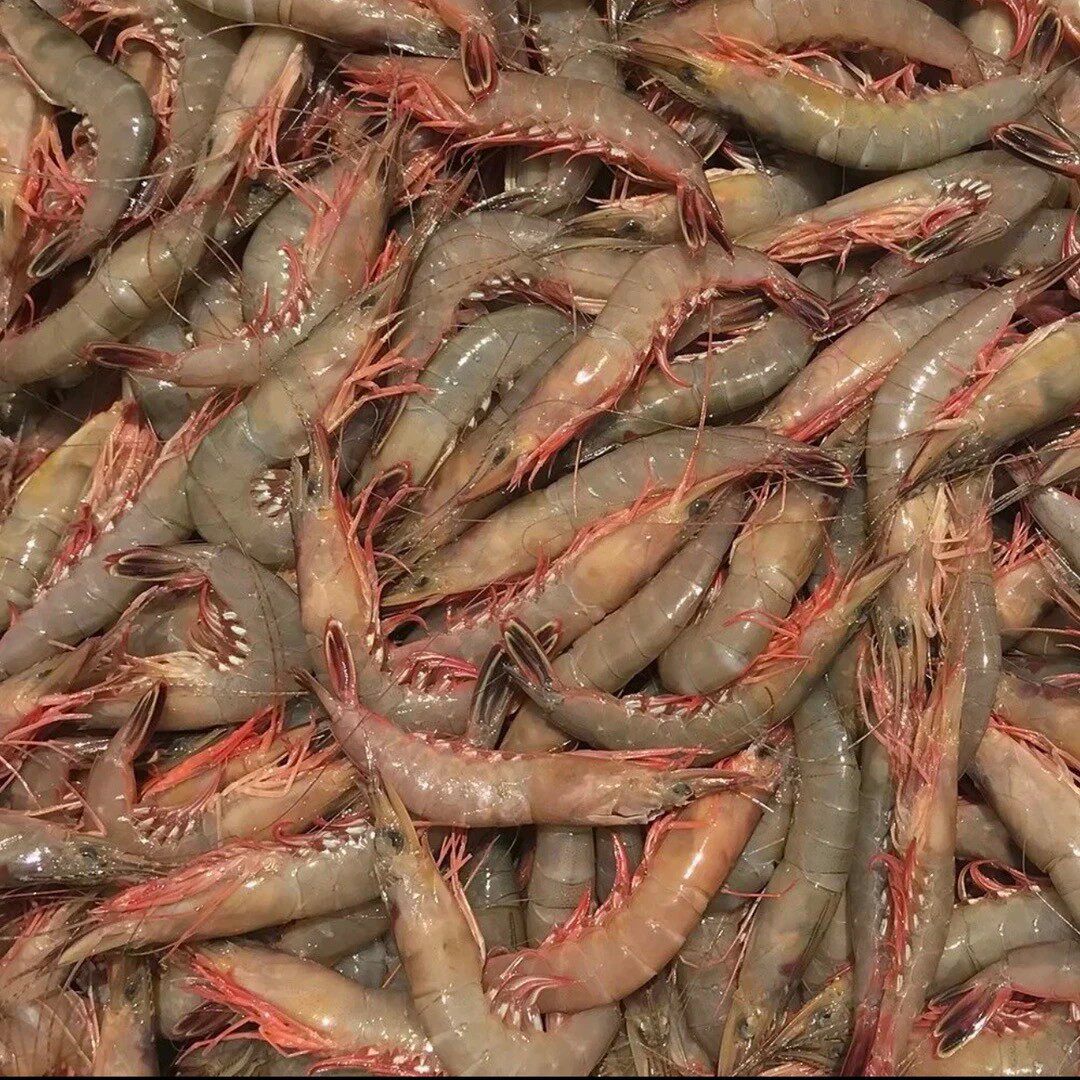 野生海捕超低温船冻条虾 滑皮虾 70-80头/斤 上海低温冷冻发货