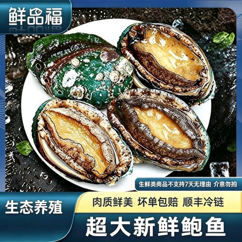 鲜活鲍鱼11斤/6-7头顺丰发货 鲜嫩饱满新鲜