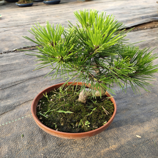 日本三河黑松小苗小型黑松盆景素材进口微型黑松小品盆栽苗圃直销