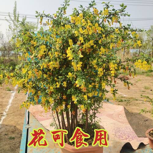庭院金丝雀花苗盆景树桩锦鸡儿