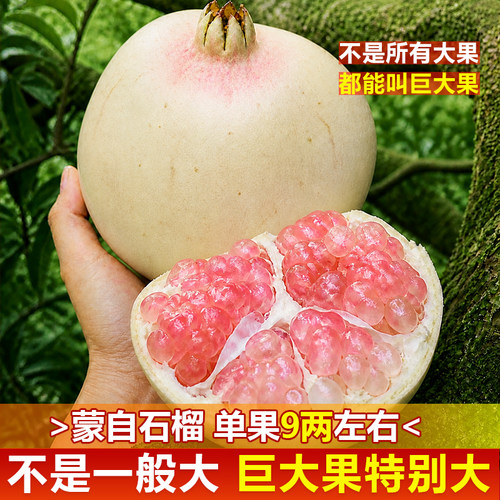 云南蒙自石榴绿籽薄皮超巨大果