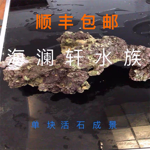 高钙深海活石海水缸造景珊瑚石免爆藻造景胶海水鱼天然新鲜海石头