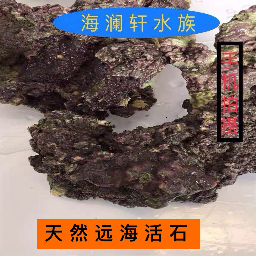 活石珊瑚石死石远海高钙活石头海水缸造景免爆藻造景胶海水鱼海藻