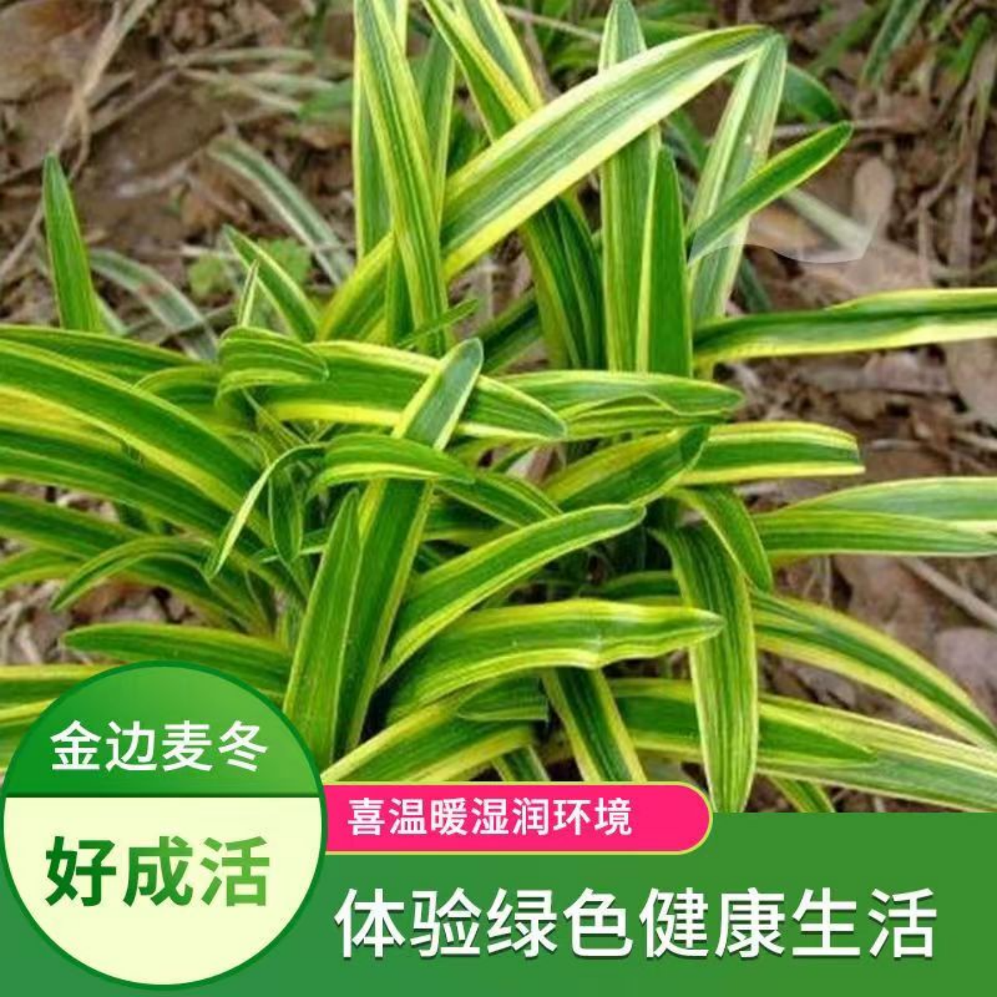 金边麦冬玉龙草阔叶苗庭院绿化四季常青耐寒耐阴植物矮麦冬玉龙草