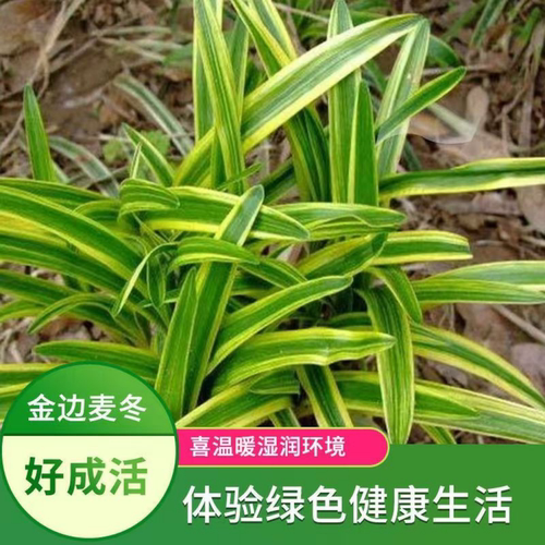 金边麦冬玉龙草阔叶苗庭院绿化