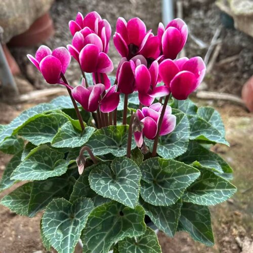 仙客来盆栽花苗兔耳花好养绿植